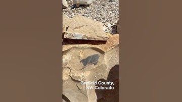 Leaf Fossils in the Green River Formation