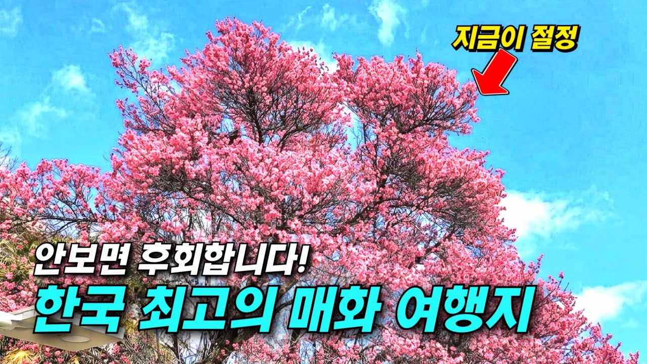 지금 가야 할 매화 명소는 여기 🌸 남도 최고 매화 여행지 5곳 한번에 둘러보기