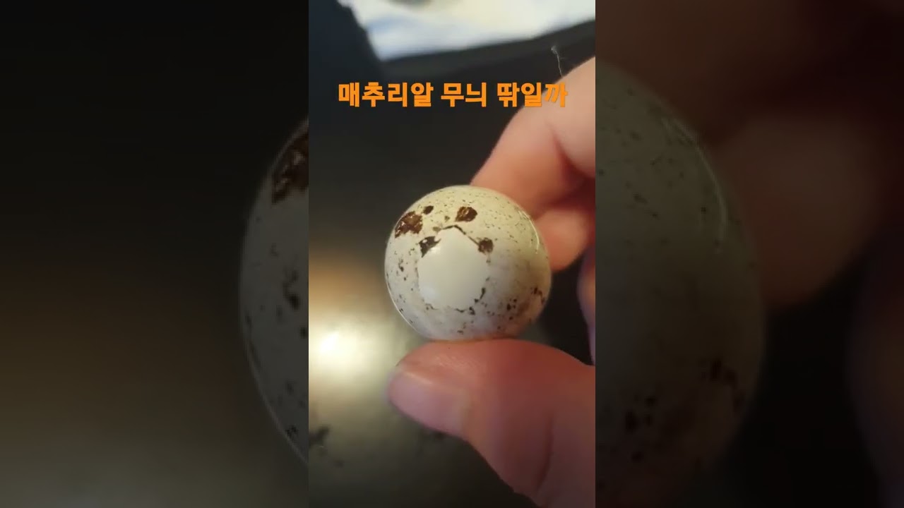 매추리알 무늬가 닥힌다는데..... 진짜일까?