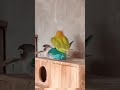 Perkawinan Lovebird