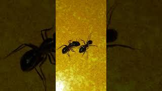 Love Scene Of The Ants