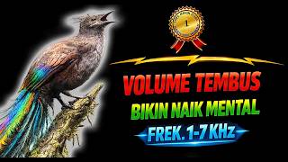 🔥🎶 Masteran Burung Mewah Paling Dicari | Isian Gacor Tajam | Volume Tembus Jauh