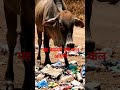 is gay ki pukar jarur sune #cartoon