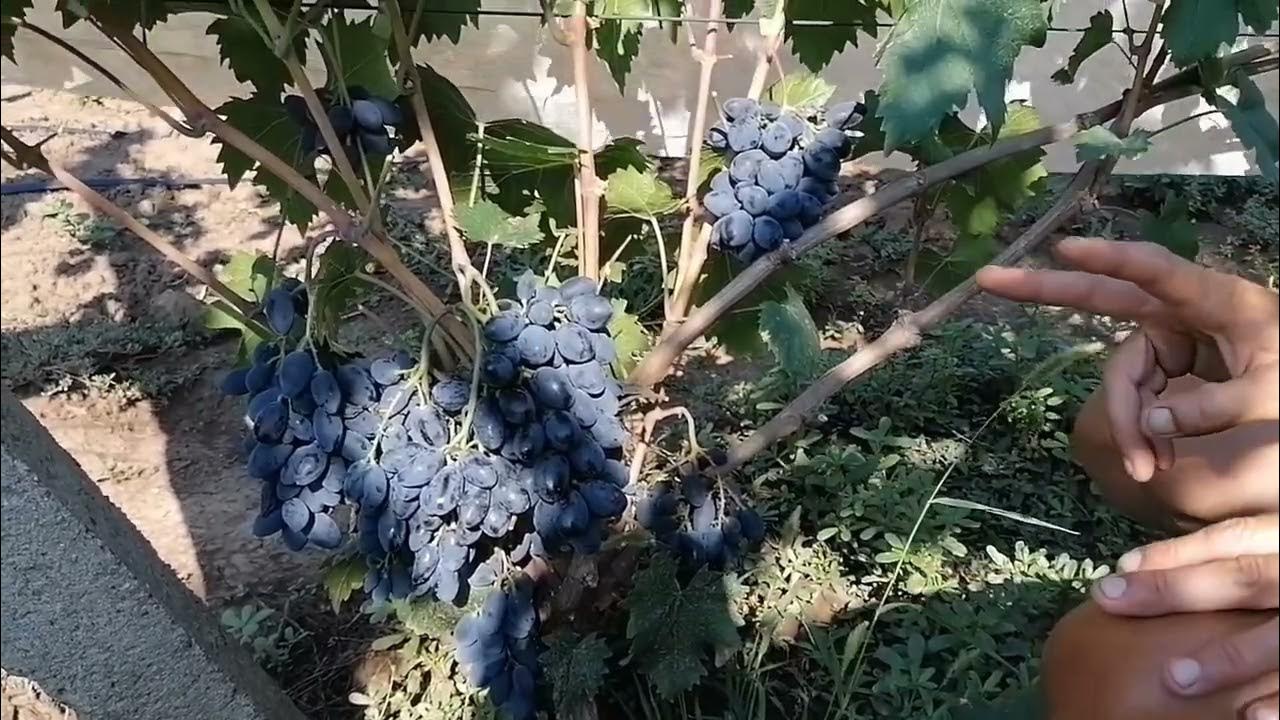 Виноград Яся красный № 24, цена 326,4 руб., артикул 31244-5