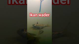 reaksi ikan wader ketika melihat umpan cacing #mancing #ikanwader #memancing #underwater #fishing