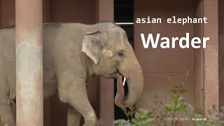 【japanese zoo】asian elephant／Walder／Higashiyama Zoo and Botanical Garden／20240420