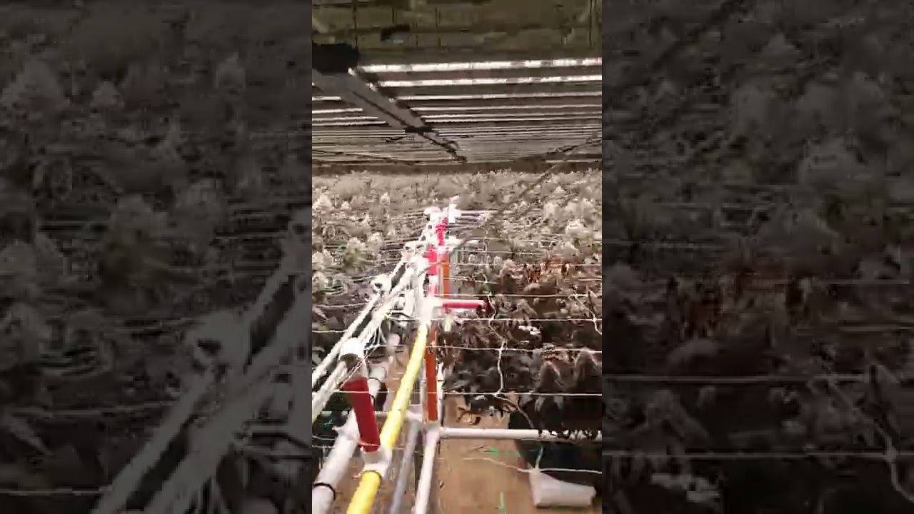 final week before harvest