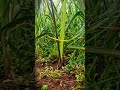 technique for splitting spring onions using special tools #shorts