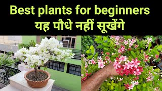 मार्च अप्रैल मे जरूर लगाए यह परमानेंट पौधे Best hardy plants for beginners 😊🌲