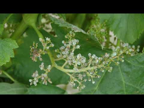 Vidéo: Phyloxéra de la vigne : causes et mesures de lutte