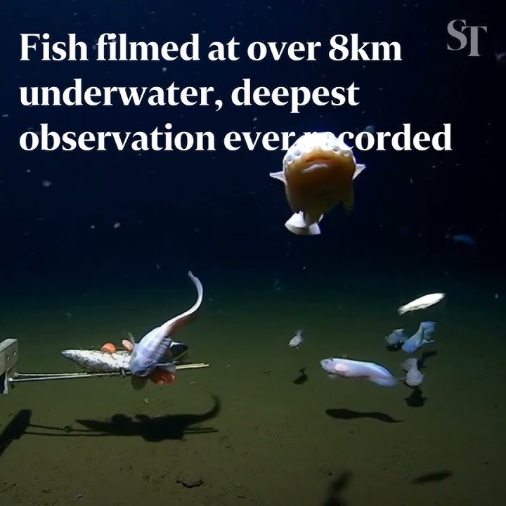 Scientists find deepest fish ever recorded at 8,300 metres underwater near  Japan, Fish