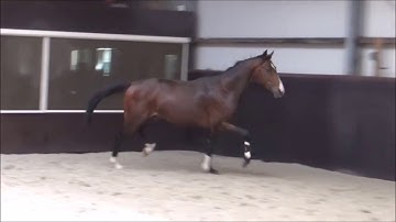 Stallion, born 2015 by Connect x Guidam x Celano