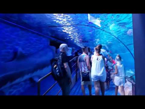 New Shark Aquarium at Dubai Mall Underwater Zoo 21.07.2016 اكواريوم أسماك القرش الجديد في دبي