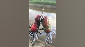 Mồi KonKiu Câu lure cá lóc I KonKiu bait _Snakefish fishing #Shorts