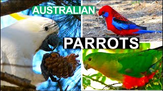 🦜WILD PARROTS IN PARKS #australia/ПОПУГАИ В ПАРКАХ #австралия #parrot #попугай #птицы #birdwatching