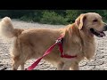 Golden sunrise strolls exploring the day with a joyful retriever