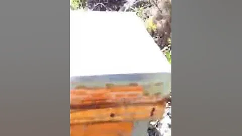 Drone Bee Looking for a Virgin Queen Bee Attracted by Pheromone Swarm Bait Andalucia Spain Male Bee