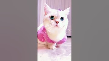 Thumbnail of kucing lucu 😍😍😍#shorts