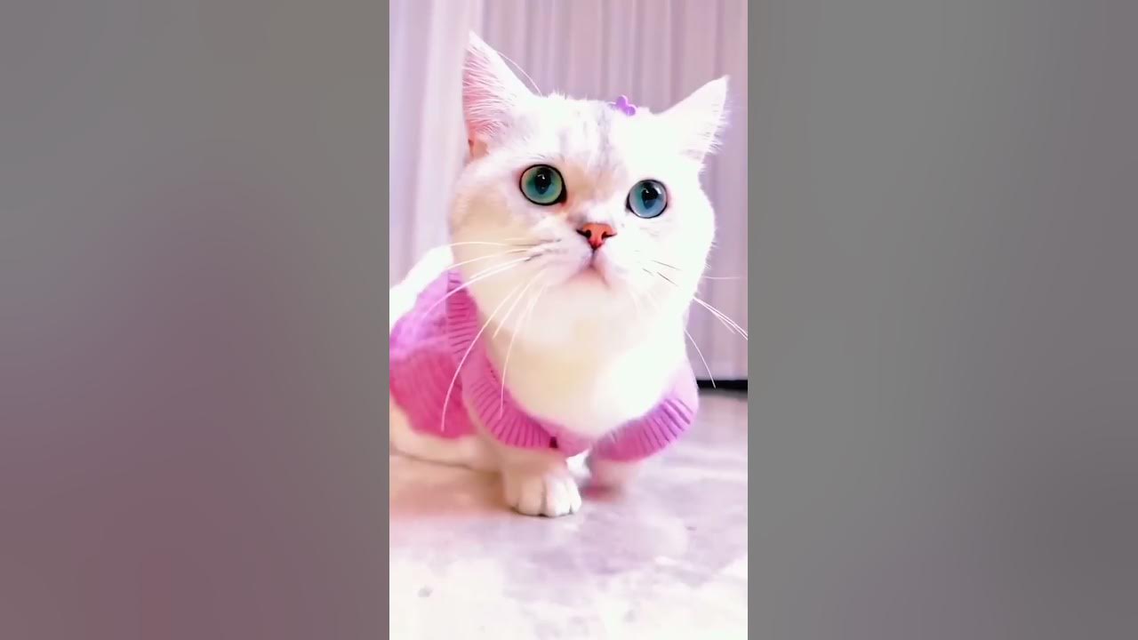 kucing lucu 😍😍😍#shorts