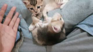 Playing With 20 Days Old Kittens by Animals Love 692 views 5 years ago 1 minute, 12 seconds