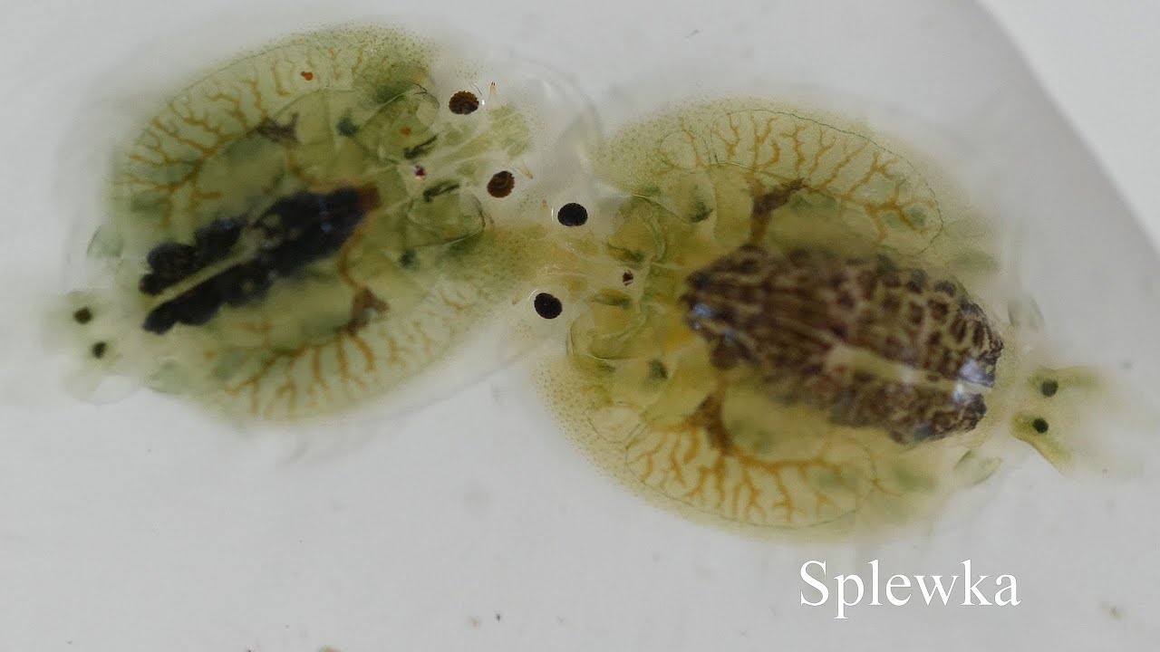 Splewka (Argulus) - pasożyt. Fish louse - YouTube