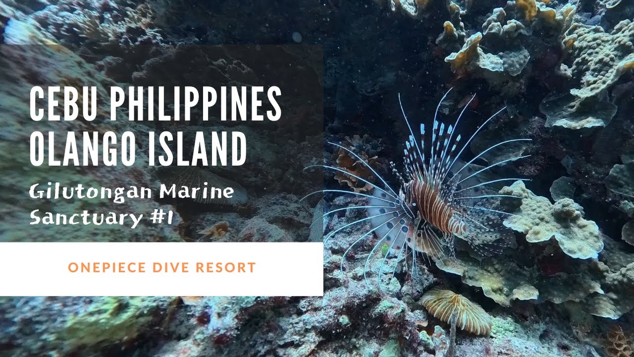 Gilutongan Marine Sanctuary #1, Olango Island, Cebu, Philippines