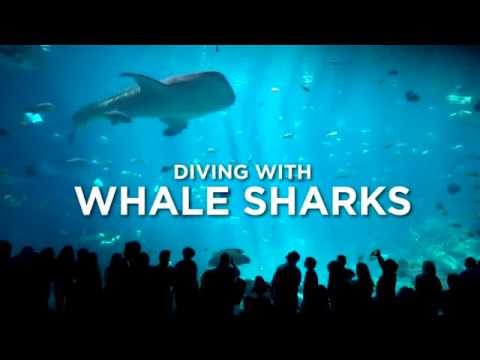 DIVING WITH WHALE SHARKS | Local Adventurer