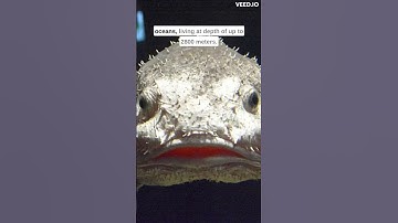 Blobfish | The Most Misunderstood Fish #animals #shorts