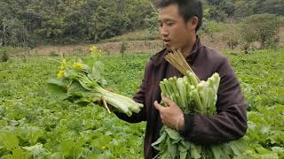 Mus Saib Hmoob Lis Teb Zaub Nawb