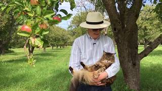Annals of the Hoare house: harbingers of fall