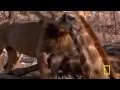 Capture de la vidéo Lion Documentary 2015 - Wild Lions Documentary - Lion Playing With Fish