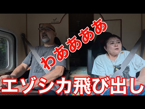エゾシカが飛び出してきた！！５泊６日で阿寒から根室、厚岸、釧路、帯広、日高、白老、登別〜北海道ツアー2025その7