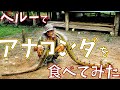 【ゲテモノ】アナコンダを食べてみた！その食味は？