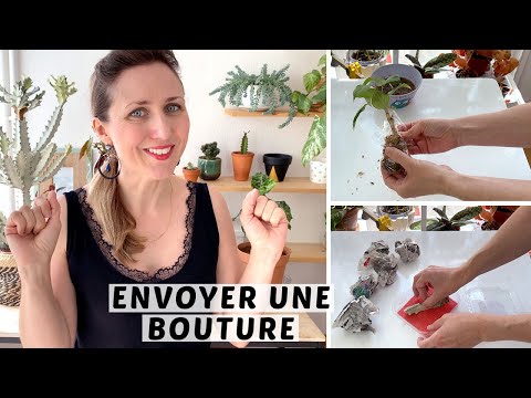 Vidéo: Mailing Garden Plants - Conseils sur l'envoi de plantes par courrier