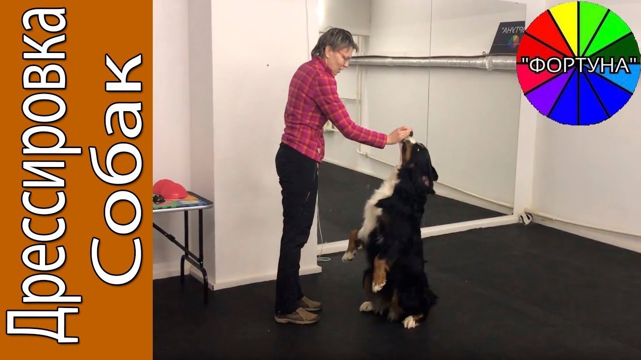 Дрессировка бернского зенненхунда: 10 полезных советов кинолога