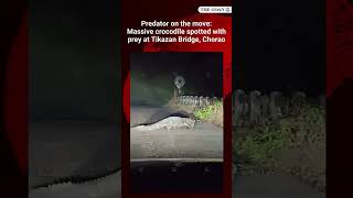 Predator on the move: Massive crocodile spotted with prey at Tikazan Bridge, Chorao
