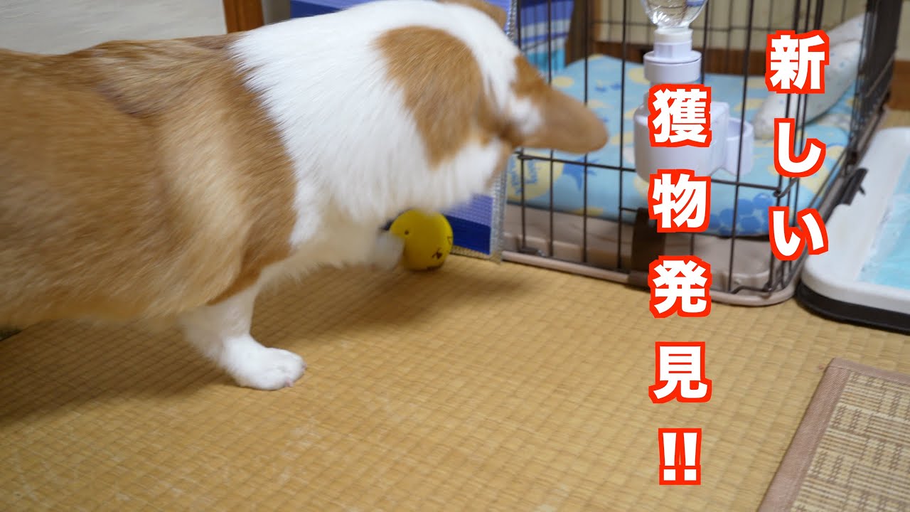 アインとおじさん第73話　にゅーおもちゃとアイン