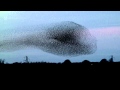 Gretna Green Starling Murmurations