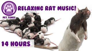 How To Calm My Rat, This is The Only Music That Works With Stressed, Anxious Rats and Mice 14 Hours! screenshot 4