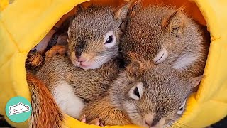 Baby Squirrels Had No Chances. Now Watch Them Jump Like Crazy | Cuddle Buddies