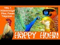 E 166: Fasan, Pfau, Tragopan, Perlhuhn, Pute - Teil 1 Hühnervögel - HAPPY HUHN - Sonnerathühner
