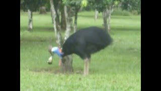 Cassowary jumping