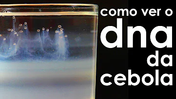 Como tirar o DNA de uma cebola?
