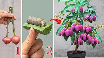 Summarizing 3 techniques for propagating mango trees using Coca Cola, aloe vera and purple onions