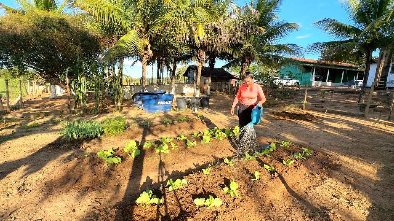 Dia Abençoado Muita Fartura na Roça Veja só as Nossas Colheitas