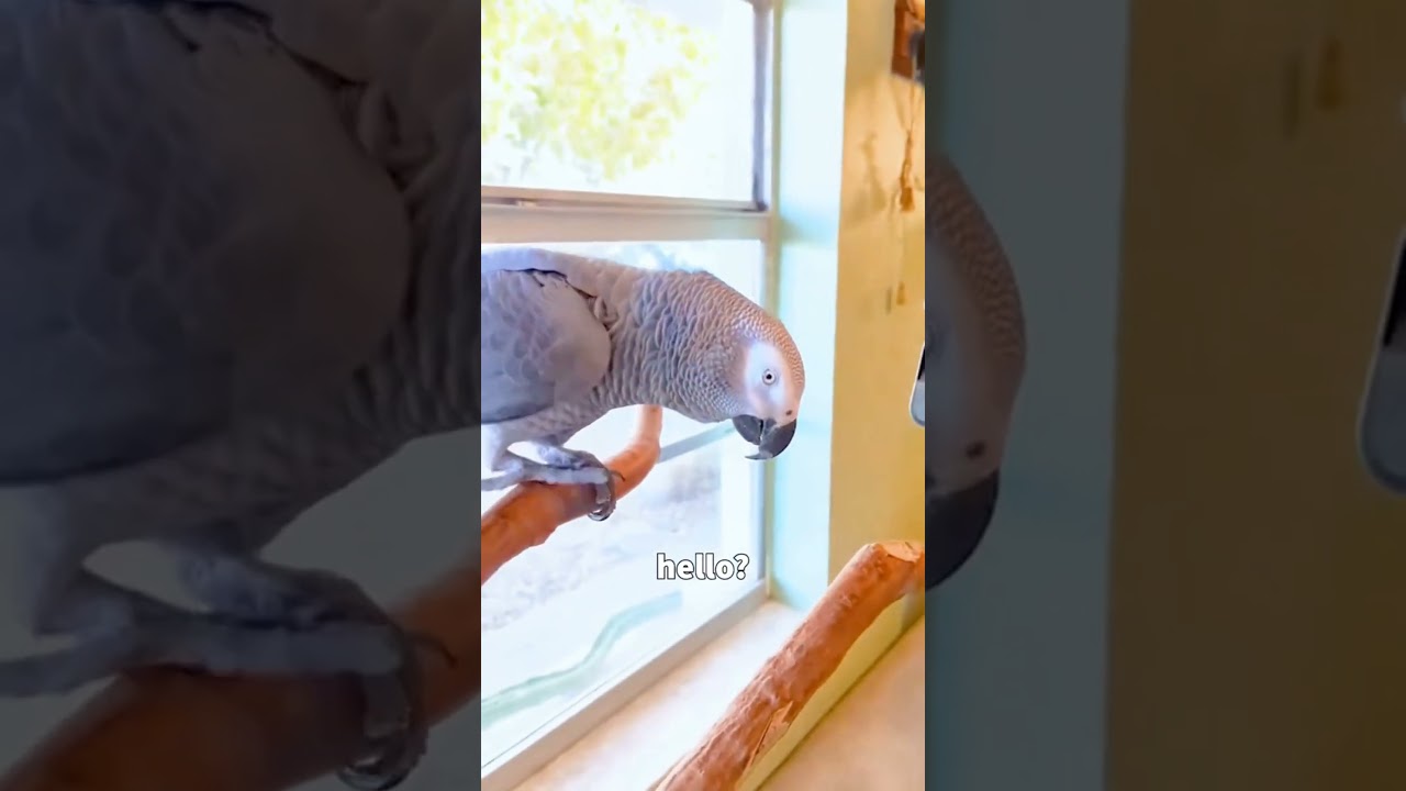 #funnyparrot