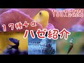 【ハゼ１７種＋α紹介】〜チャンネル登録者数１００人記念企画〜