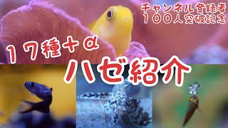 【ハゼ１７種＋α紹介】〜チャンネル登録者数１００人記念企画〜