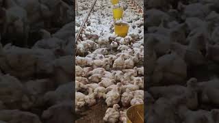#murgi #poultryfarming #malaysia