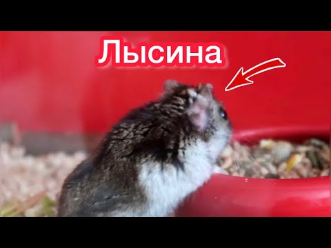 ПОЧЕМУ МОЙ ХОМЯК ЛЫСЕЕТ? КАК ДЕЛА У ТОШИ И КРЕВЕТОК?